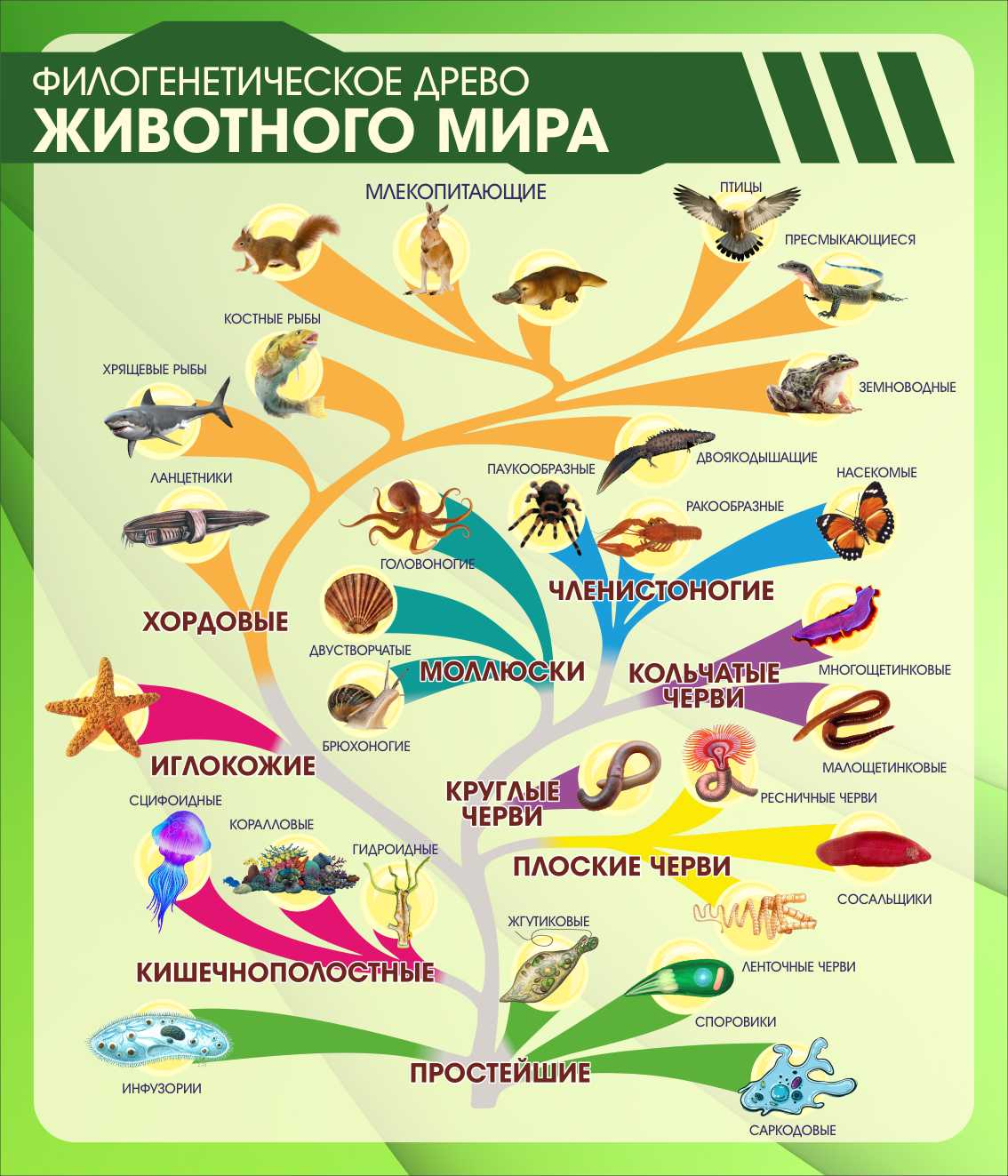 Филогенетическое древо животного мира в Жуковском